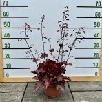 Heuchera hybridná (Heuchera hybrida) ´FIRE CHIEF´® výška: 20-30 cm, ∅ 20-30 cm, kont. C2L